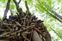 WM-Wald-5-2024-06963_ergebnis