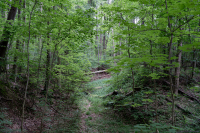 WM-Wald-5-2024-06955_ergebnis