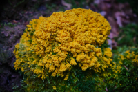 jj_403ober-ramstadt_ergebnis