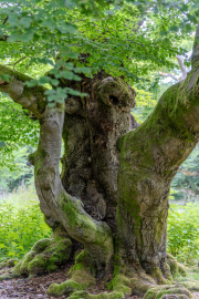 HB-Sababurg-Halloh-11