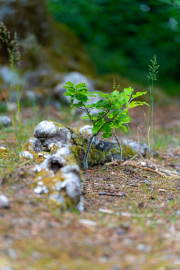 HB-Sababurg-Halloh-13