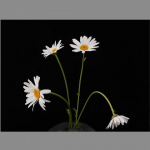 Margeriten