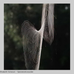 Spinnennetzwunder