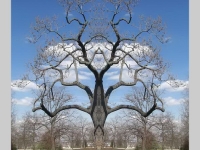 Baum Symmetrie