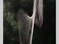 Spinnennetzwunder
