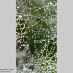 Spinnennetz im Regen