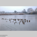 Enten Vollversammlung