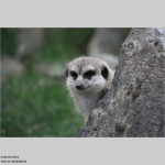 Erdmännchen