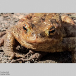 Froschportät