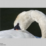 Schwan