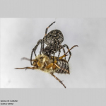 Spinne mit Junikäfer