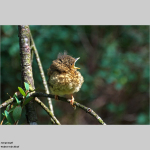 Jungvogel
