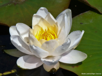 Seerose