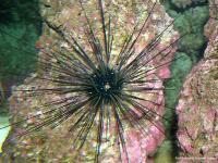 Diadem Seeigel