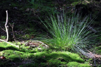 Im Wald