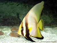 Langflossen-Fledermausfisch