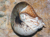 Perlboot