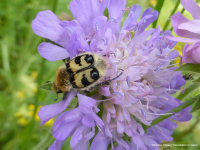 Pinselkäfer-im-Glück