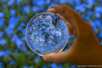 Vergissmeinnicht im Glas