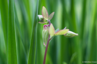 Knospen