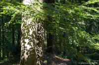 Licht-Schatten