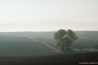 Nebelllandschaft
