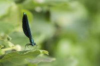 Blauflügel Prachtlibelle