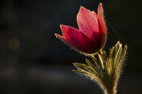 Küchenschelle im Gegenlicht