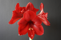 Amaryllis