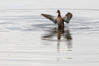 Ente im Teich