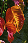 Herbstgold