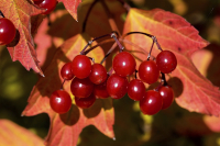 Herbstfrucht