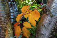 Herbstbunt