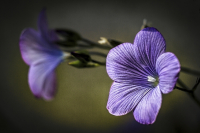 Flachsblüte