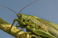 Heuschrecke