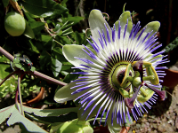Maracujablüte