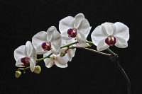 Orchidee