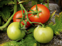 Rot und Grün