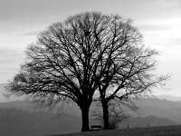 Ruhebank bei Reinheim