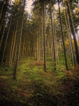 Herbst