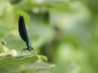 Blauflügel Prachtlibelle