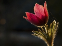 Küchenschelle im Gegenlicht