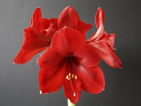 Amaryllis
