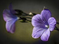 Flachsblüte