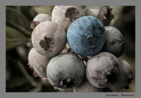 Blaubeeren