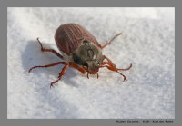 KdK - Karl der Käfer