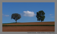 Wolke trifft Bäume