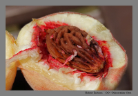 OO - Odenwälder Obst