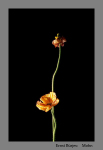 Mohn