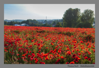 Mohnblumenfeld